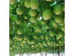 新鲜百香果/西番莲 孕妇水果 10斤装大果-- 安徽农歌农业开发有限公司